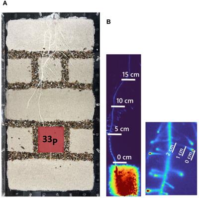 Visualizing and quantifying 33P uptake and translocation by maize plants grown in soil